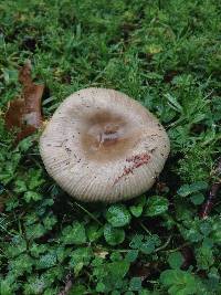 Russula amoenolens image