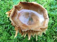 Russula amoenolens image