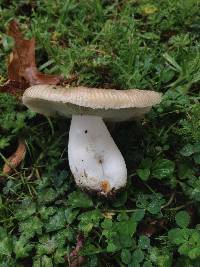 Russula amoenolens image