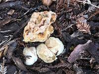 Clathrus ruber image