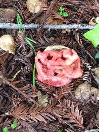 Clathrus ruber image