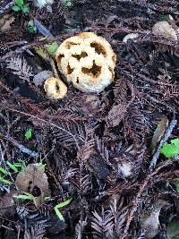 Clathrus ruber image