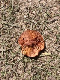 Lactarius rubidus image