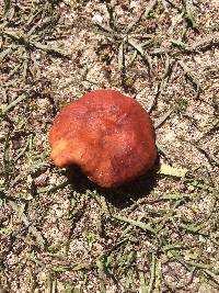 Lactarius rubidus image