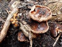 Agrocybe erebia image