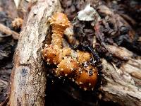 Agrocybe erebia image