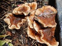 Agrocybe erebia image