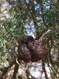 Gymnosporangium juniperi-virginianae image