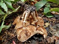 Agrocybe erebia image