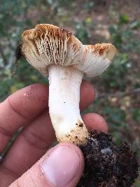 Russula cremoricolor image