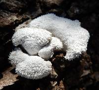 Schizophyllum commune image