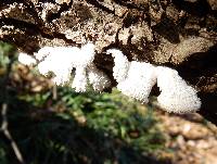 Schizophyllum commune image