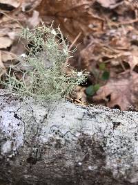 Usnea strigosa image