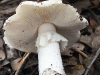 Amanita ocreata image