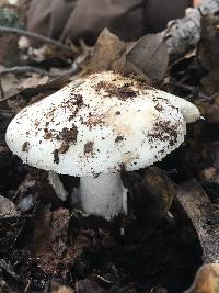 Amanita ocreata image