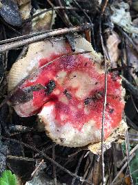 Russula cremoricolor image