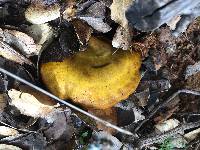 Omphalotus olivascens image