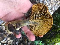 Omphalotus olivascens image