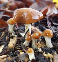 Psilocybe cyanescens image