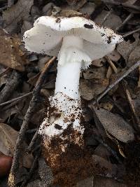 Amanita ocreata image