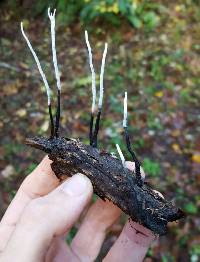 Xylaria hypoxylon image