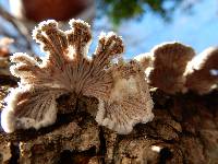 Schizophyllum commune image