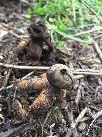 Geastrum fornicatum image