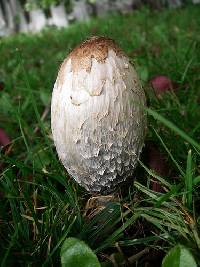 Coprinus comatus image