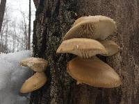 Pleurotus ostreatus image
