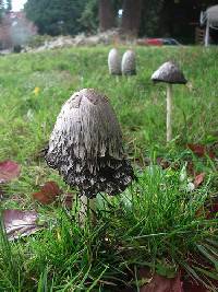 Coprinus comatus image