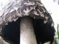 Coprinus comatus image