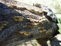 Trametes versicolor image