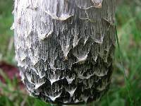 Coprinus comatus image