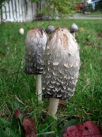 Coprinus comatus image