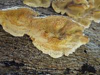 Trametes versicolor image