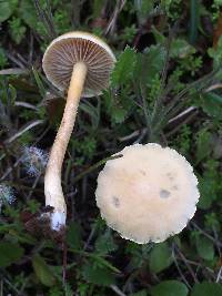 Agrocybe pediades image