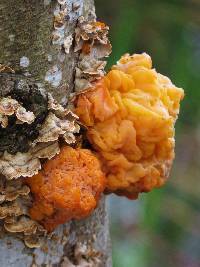 Tremella aurantia image