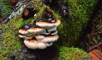 Fomitopsis pinicola image