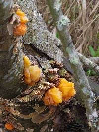 Tremella aurantia image