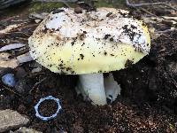 Amanita vernicoccora image