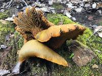 Omphalotus olivascens image