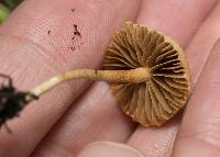 Agrocybe pediades image