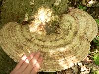 Ganoderma applanatum image