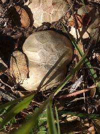 Clathrus ruber image