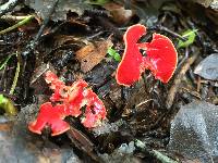 Sarcoscypha coccinea image