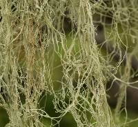 Ramalina menziesii image