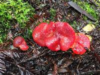 Hygrocybe coccinea image