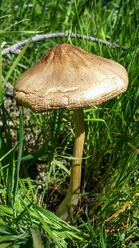 Volvariella gloiocephala image