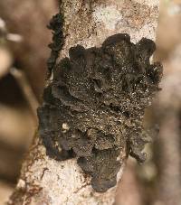 Collema furfuraceum image