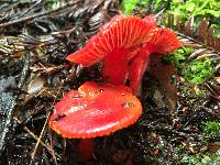 Hygrocybe coccinea image